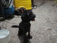 Terrier süs köpeği eğitimli sahiplendirilecektir