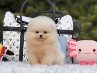 Baby face pomeranian yavrular