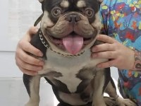 Egzotik dişi ve erkek french bulldog yavrularımız mevcut