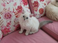 British longhair 2 aylık