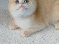 Irk garantili golden british shorthair bebekler