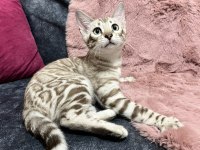 Snow Bengal Erkek 5 Aylık