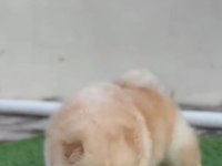 BİRİNCİ SINIF 2 ADET CHOW CHOW