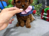 Bebek yüzlü poodle kızımız