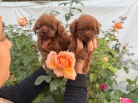 Teucap Kore red poodle bebişler hazırda