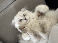 Scottish Fold X British Longhair