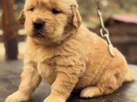 Golden Retriever Yavruları