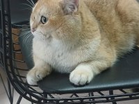 British Longhair Golden Kedim