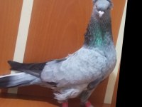 Üst düzey oyun kuşları