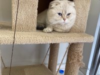 Scottish fold kedisi
