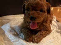 Minnacık Yavru Toy Poodle Bebeğim