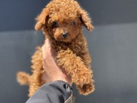 Redbrown toy poodle yavrularımızı görüp ala bilirsiniz