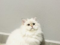 By1133 dişi 5 aylık british longhair
