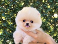Biblo Erkek Pomeranian Boo