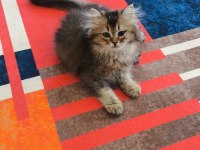 British Longhair Golden Black