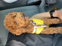Toy poodle dişi
