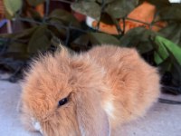 Orjinal cüce tavşan yavrular