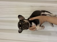 French Bulldog 45 Günlük