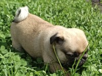 Şaşkın bakışlım pug yavrularım