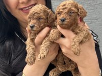 Ufacık sağlık ve ırk garantili toy poodle yavrularım