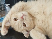British shorthair hazır