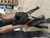 1 Yaşında Erkek French Bulldog