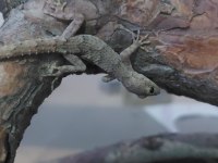 Sevimli Gecko