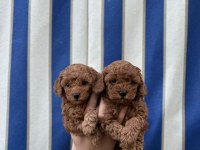 Güzeller Güzeli Poodle Bebekler