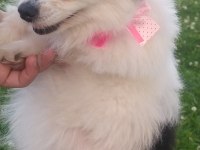 Çok tatlı köpeğimize acil yuva lütfen mesaj atın