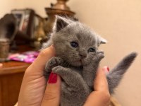 Son Kalan Yavru British Shorthair