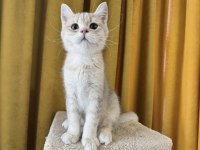 Blue golden british shorthair kedimiz fıstık