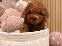 Orjinal Belgeli Evimizden Toy Poodle Wc Eğitimli
