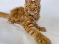 SAFKAN XL Mainecoon Red 