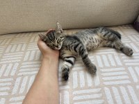 3 Aylık Tekir Kedi Sahiplendirilecek