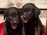 Labrador yavrularımız ruhsatlı çiftliğimizden