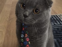 Oğluma british shorthair eş arıyorum