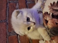 Saf kan scottish fold