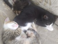 Ücretsiz 4 adet yavru kedi