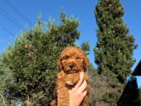Sevimli Poodle Yeni Yuvasını Arıyor