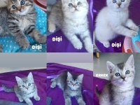 British Shorthair Erkek Dişi Bebekler