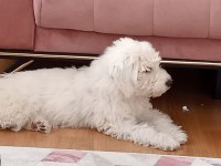 7 aylık aşıları tam cipli dişi maltipoo