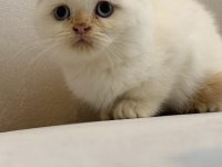GÜZELLİK ABİDESİ PERSİAN DİŞİLER
