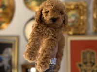 Orjinal Toy Poodle Irk Garantili