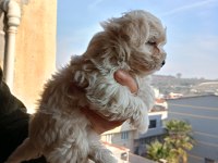 A kalite maltipoo yavrular