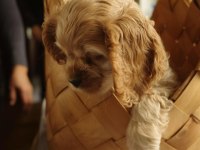 Amerikan Cocker Köpeklerimiz Gelip Görerek Alabilirsiniz