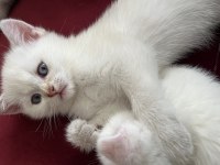 Safkan bebeklerim british shorthair