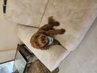 8 Aylık Red Brown Toy Poodle