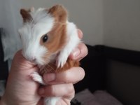3 Tane Ginepig Yavrusu