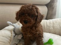 Toy poodle kendi yavrularımız uygun verilecek