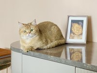 Dişi golden 9 aylık scottish straight ücretsiz sahiplendirme